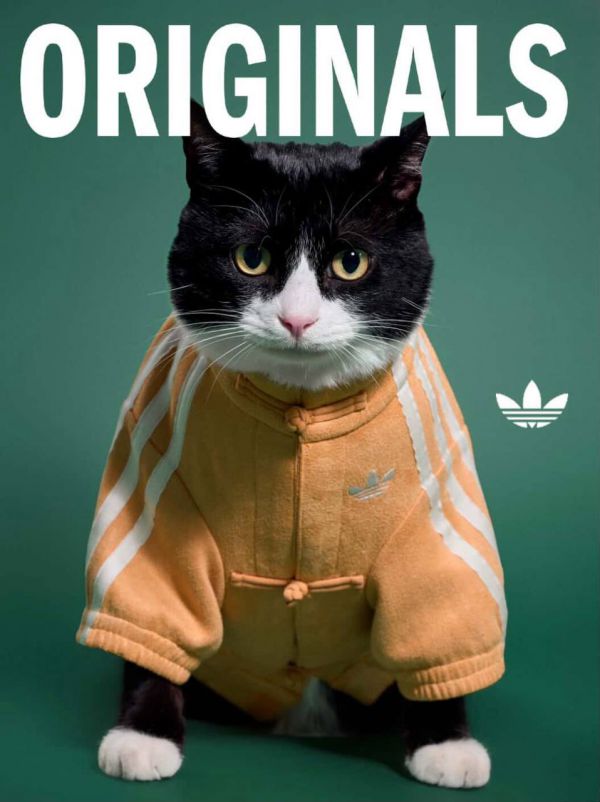 Adidas выпустил эксклюзивные куртки для домашних животных (фото) 4 324546fa2054bb2f65067a84d19a226f