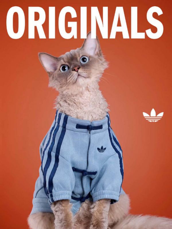 Adidas выпустил эксклюзивные куртки для домашних животных (фото) 3 86982b0524b117e21ebb6a684b50b913