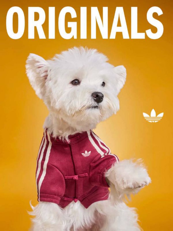 Adidas выпустил эксклюзивные куртки для домашних животных (фото) 2 ec04dc87dddeea99792cbd6f668888c6