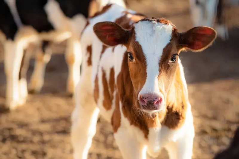 925e645c746d038dc05de5c91197b1e0